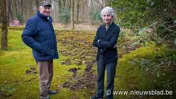 Bewoners uit Zolder slaan alarm over everzwijnen: “Ze verwoesten onze wijk”