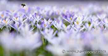 De angel is nog niet uit de discussie over de baanbrekende insectenstudie