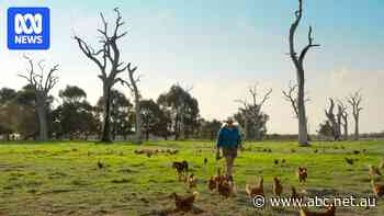 The 'no-brainer' farming technique helping to shore up our food security