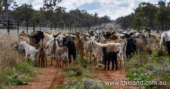 Goat numbers hit record highs yet producers are left wondering where to sell them
