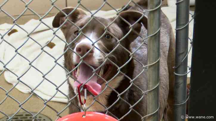 Fort Wayne Animal Care and Control officers respond to over 300 urgent calls in February