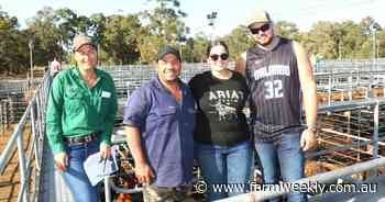 Beef heifers sold to stronger competition than the steer offering