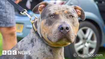 XL Bully among two dogs seized after attacking man