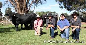 Black Simmental bull impresses buyers at Bonnydale sale in Bridgetown