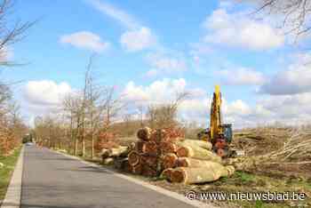 Terpoelen ziet er plots anders uit: 38 kaprijpe populieren haalden de lente niet