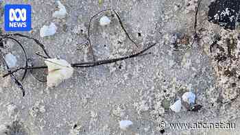 Low levels of antibiotic found in salmon material found on Tasmanian beaches