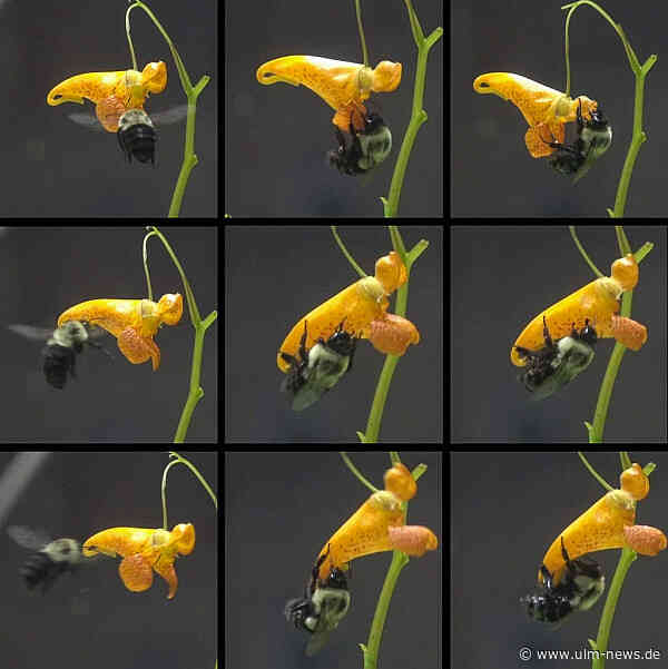 Uni Um erforscht das Nektar-Navi für Hummeln