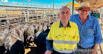 Drying seasonal conditions influence slip in market at Dubbo weaner sale