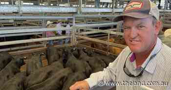 Angus steers hold the line at Tamworth store sale as big lines sell well