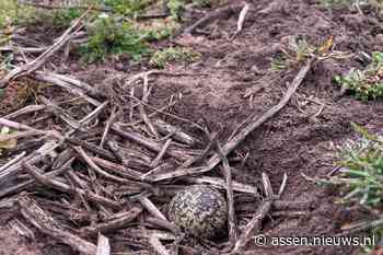 Eerste Drentse kievitsei gevonden vlakbij Holsloot
