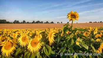 Farmers encouraged to grow sunflowers to boost market returns