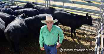 Feeder steers to $1665 at Carcoar ahead of blue ribbon weaner sales