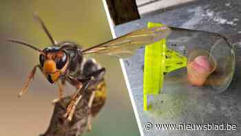 Honderd vallen om koningin Aziatische hoornaar te vangen en in te vriezen