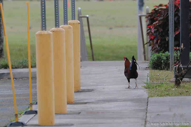 Kokua Line: Why is it so hard to cull feral chickens?