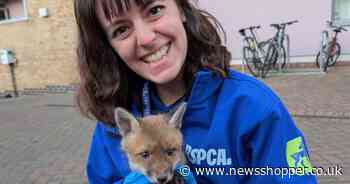 Distressed fox cub rescued in south London after reunion with mum failed