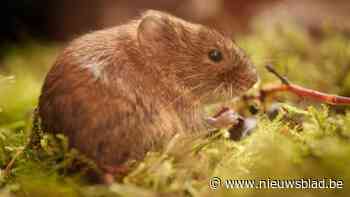 Viroloog waarschuwt: "Wie in Grotenhoutbos werkt of rond het bos tuin opruimt, draagt toch best een mondmasker in het voorjaar"