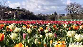 TuliPark, l'edizione 2025 del giardino olandese a Roma