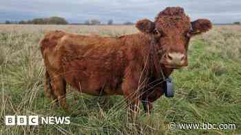 Electric collars help cows learn grazing boundaries