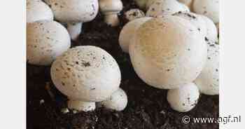 "Het ontrafelen van de geheimen van de champignon"