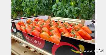 Eerste Belgische San Marzano tomaten van het seizoen verkocht
