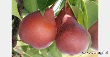 "PiqaBoo verandert perenmarkt Nieuw-Zeeland"