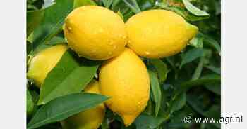 RASFF: Overschrijding MRL-limiet in Egyptische citroenen