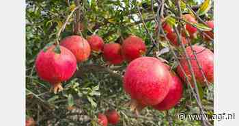 Peruaanse granaatappeloogst bewust lager