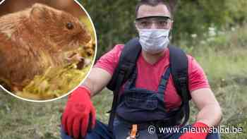 Viroloog waarschuwt voor woelmuis: “Wie in Grotenhoutbos werkt of rond het bos tuin opruimt, draagt best mondmasker”