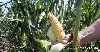 Mehrheit der EU-Staaten für Lockerung von Gentechnik-Regeln