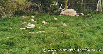 Lambs and sheep mauled to death in 'brutal' attack