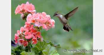 "Vogels hebben baat bij inheemse biologische planten in de tuin"