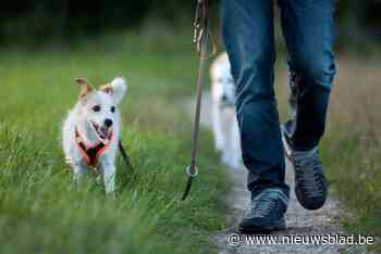 Honden verplicht aan de lijn in Hallerbos: boswachters doen twee weekends extra controles