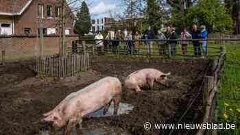 Rivierenhof organiseert ontmoetingsmoment met de dieren van de kinderboerderij