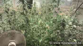 Verkeersongeval leidt naar cannabisplantage: 53-jarige man riskeert 30 maanden cel