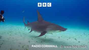 What's it like being underwater with sharks?