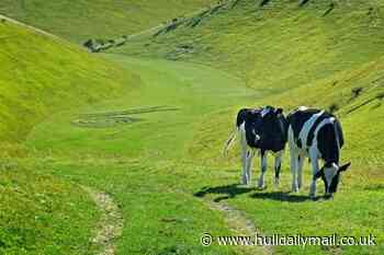 Dog walkers reminded to be considerate of wildlife and livestock