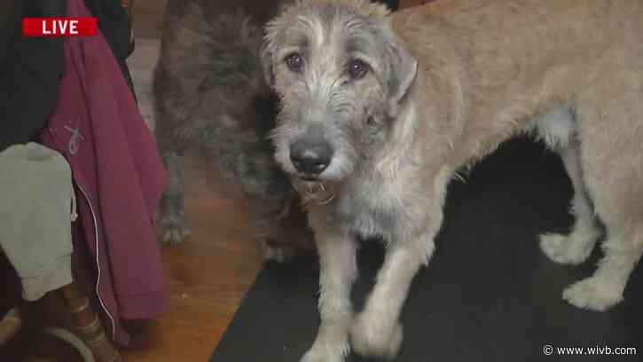 Learning about Irish Wolfhounds, an ancient dog breed