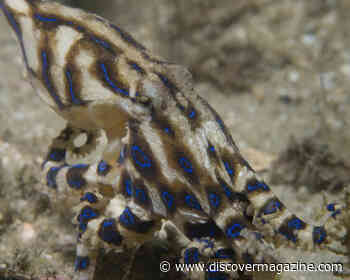 To Avoid Becoming a Meal, These Male Octopuses Sedate Their Mates