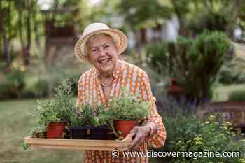 Rosemary and Sage Could Lead to Better Alzheimer’s Treatment