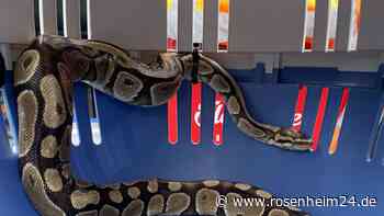 Wer hat den Königspython in der Mülltonne entsorgt? Diese Belohnung bietet Peta