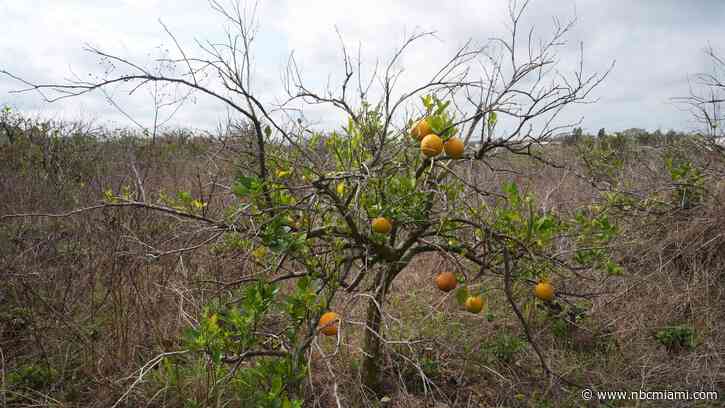 Florida's famous orange groves may soon disappear