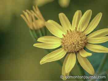 Edmonton Home and Garden Show: Perfect pick perennials