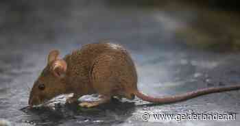 Supermarkten geteisterd door muizenplagen