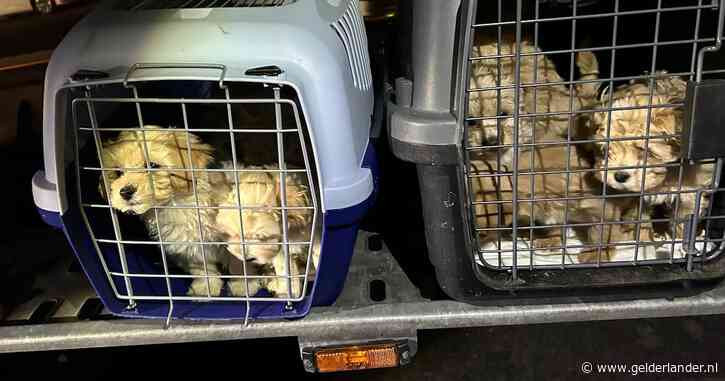 Dierenarts geschokt na vondst van pups die onderweg waren naar Nederland: ‘Ze renden naar de waterbakken’
