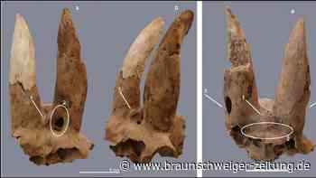 Erstaunlich: Warum ägyptische Eliten Schafen die Hörner brachen