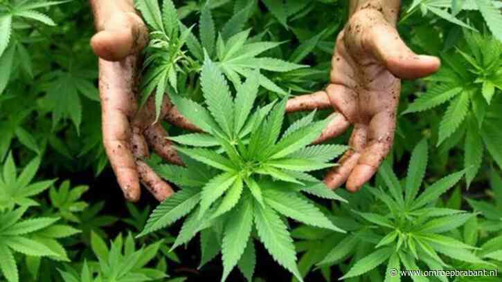 Wietproef kan gewoon doorgaan op 7 april: er zal genoeg hasj zijn