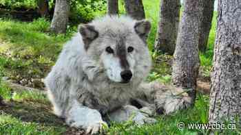 Last living grey wolf at Assiniboine Park Zoo dies at 14