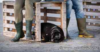 Ebbie kiest het ruime sop: zeldzaam zwart zeehondje een van de laatste ‘patiënten’ in Pieterburen