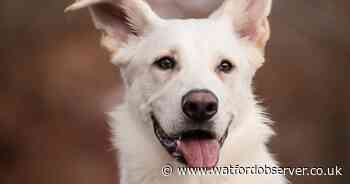 How many dogs were stolen in Hertfordshire last year?