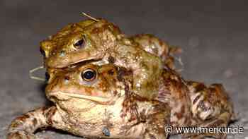 Umweltschützer sauer: Autofahrer ignorieren Kröten-Sperre – und beleidigen Helfer